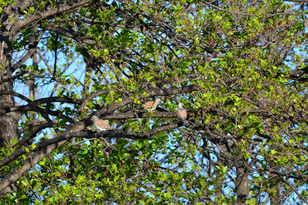 Streptopelia turtur Streptopelia turtur